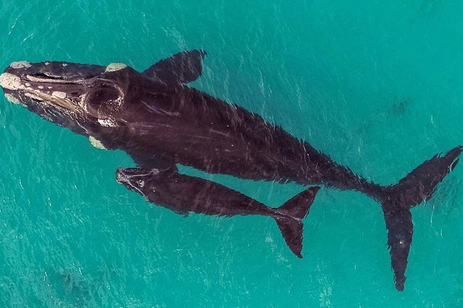 Dunsborough Whale Watching Eco Tour - Marine science commentary from the crew