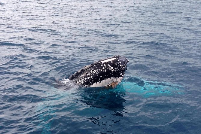 Dunsborough Whale Watching Eco Tour - Is $75.31 good value for two and a half hours?