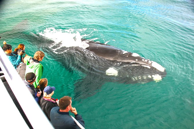 Dunsborough Whale Watching Eco Tour - Dolphins, seals, and sea birds add variety