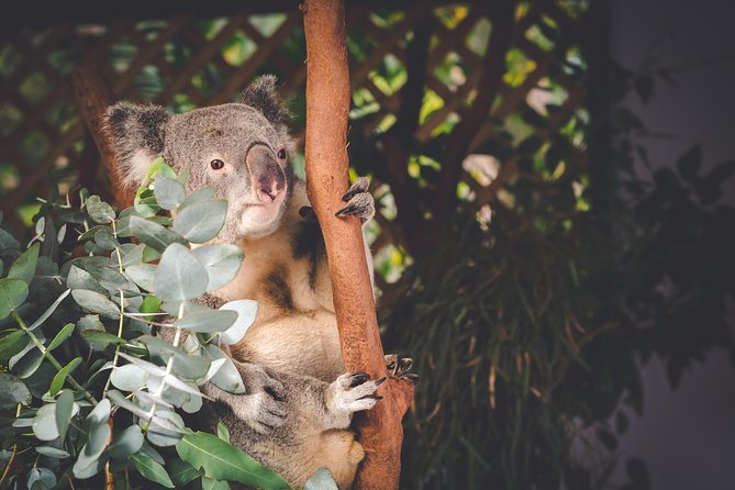 Exclusive Blue Mountains Wildlife and Bushwalk Tour From Sydney - Transport, group size, and the price