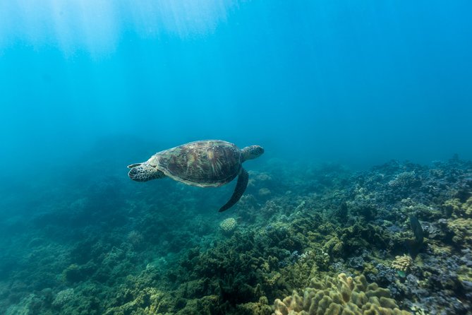 Fitzroy Island Day Tour from Cairns - Glass-bottom boat trips and extra activities