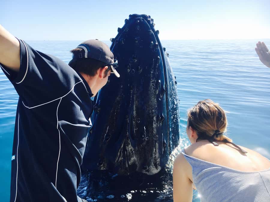 Fraser Island (K'gari): Remote Island and Whale Experience - What makes this K’gari day distinctive