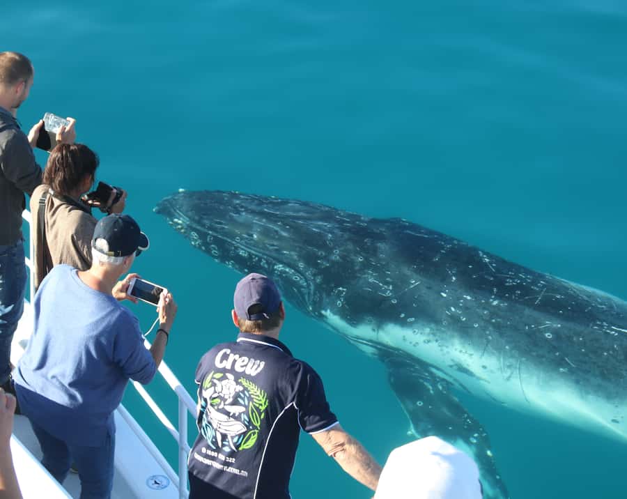 Fraser Island (K'gari): Remote Island and Whale Experience - Who should book this day?