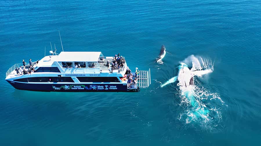 Fraser Island (K'gari): Remote Island and Whale Experience - Leaving Hervey Bay on a fast catamaran