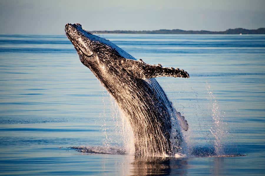 Fraser Island (K'gari): Remote Island and Whale Experience - Whale watching in the Great Sandy Strait