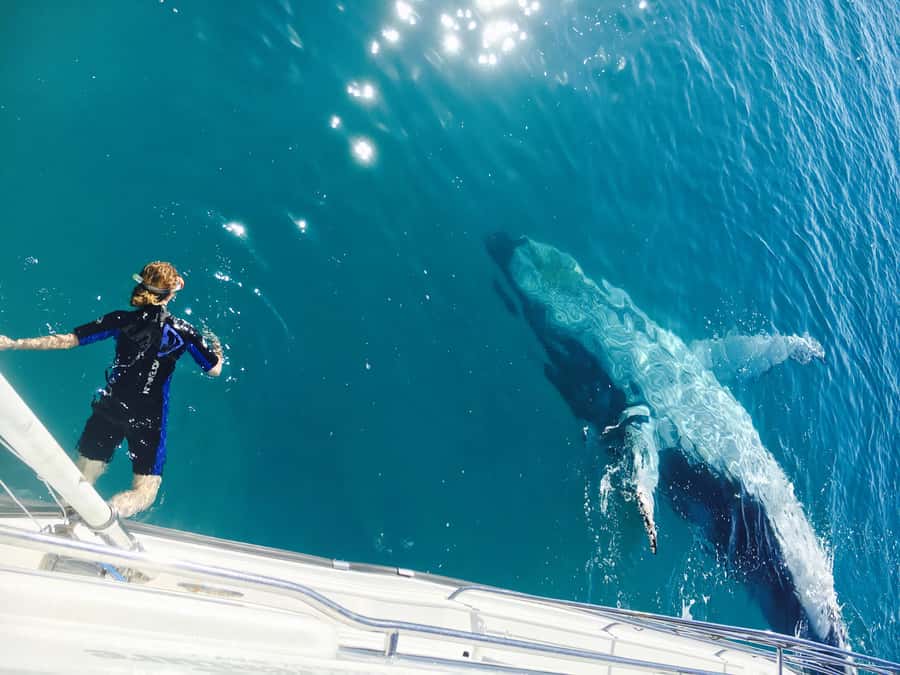 Fraser Island (K'gari): Remote Island and Whale Experience - Reaching the western beach by amphibious craft
