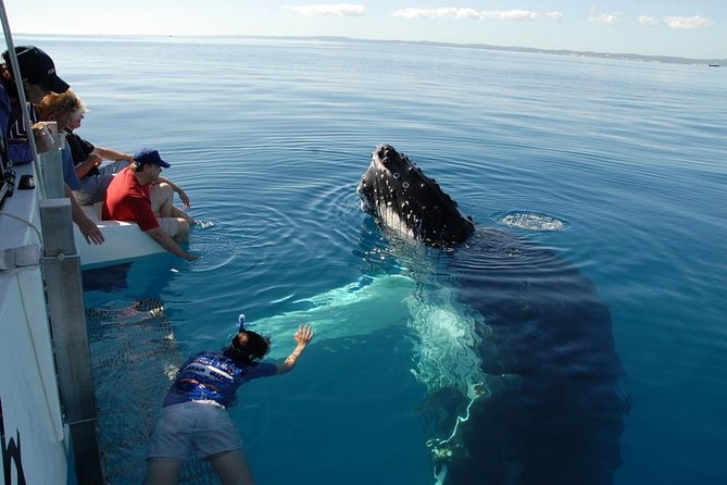 Fraser Island Whale Watch Encounter - Why this whale trip feels different
