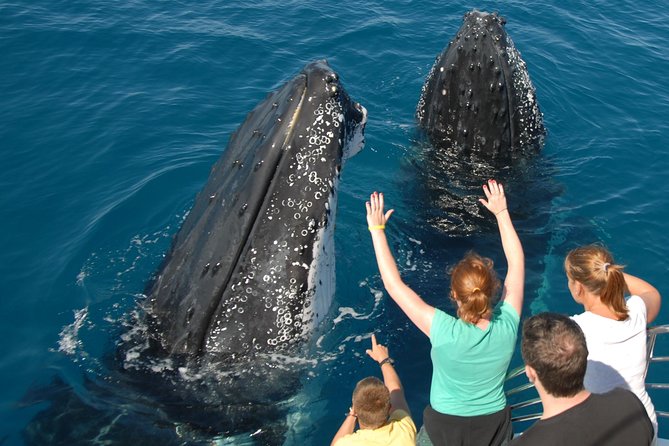 Fraser Island Whale Watch Encounter - The 7:30 am start at Great Sandy Straits Marina