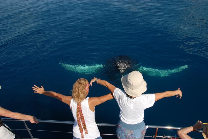 Fraser Island Whale Watch Encounter - What the whale sightings can really be like