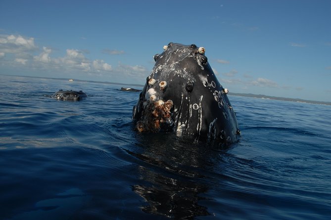 Fraser Island Whale Watch Encounter - Who should book this Hervey Bay whale encounter?