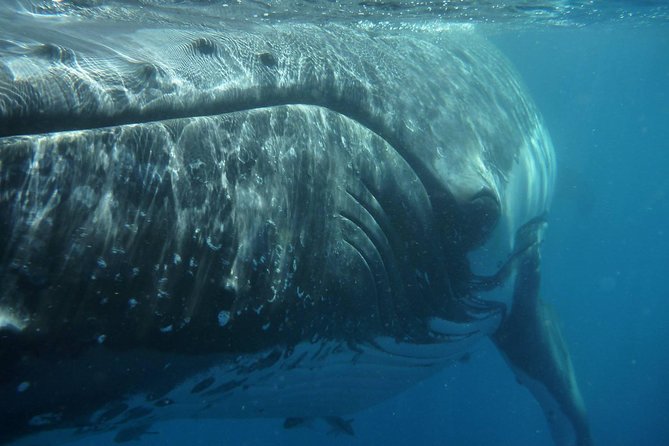 Fraser Island Whale Watch Encounter - Watching whales from the submerged platform