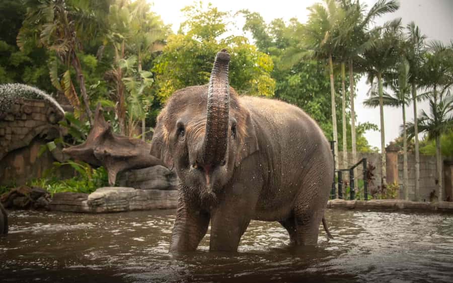 From Brisbane: Australia Zoo Transfer and Entry Ticket - Key points to know before you book