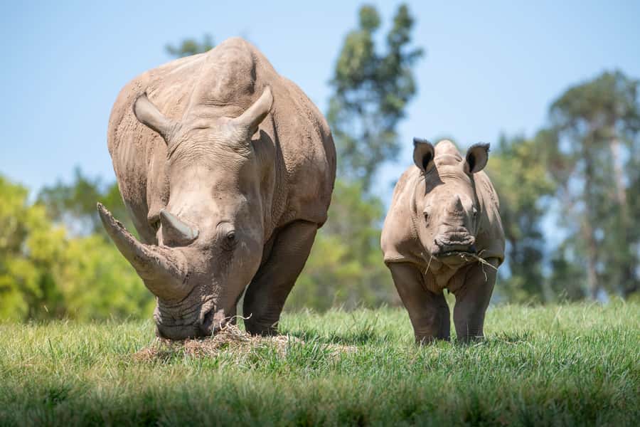 From Brisbane: Australia Zoo Transfer and Entry Ticket - The Wildlife Hospital gives the day a meaningful start
