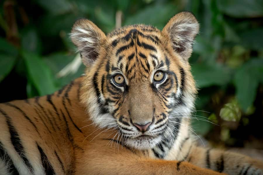 From Brisbane: Australia Zoo Transfer and Entry Ticket - Shows worth planning around