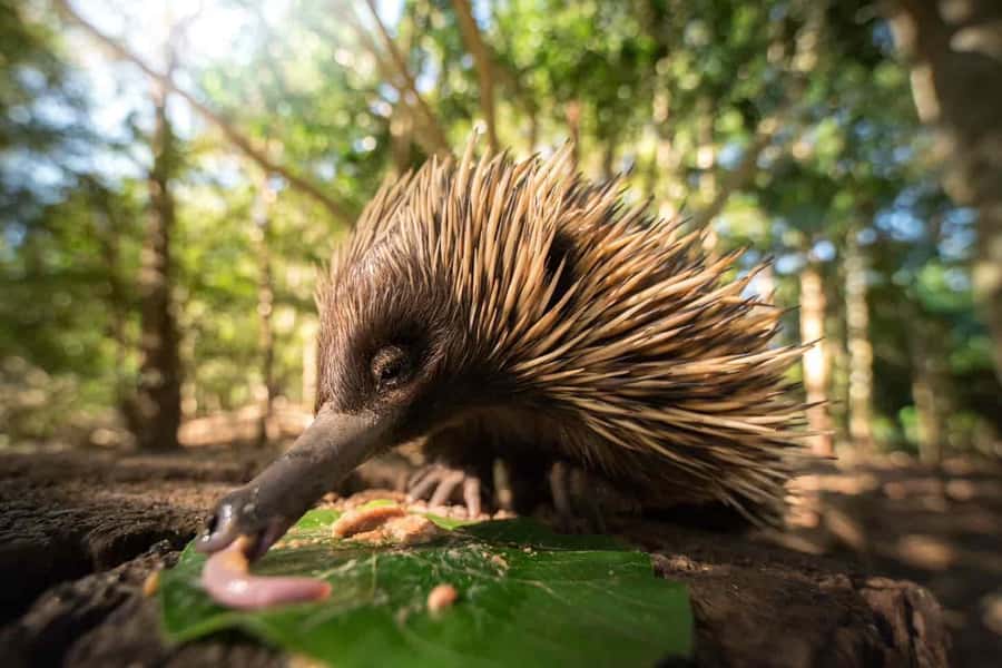 From Brisbane: Australia Zoo Transfer and Entry Ticket - The early Brisbane pickup and one-hour drive