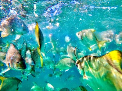 Moreton Island Full-Day Trip