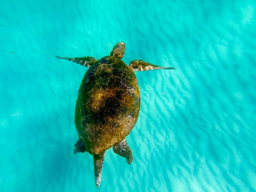 From Brisbane: Moreton Island Full-Day Trip - Lunch on the beach, made your way