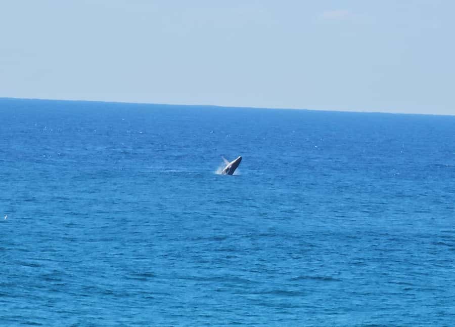 From Brisbane: North Stradbroke Island Wildlife Adventure - Cylinder Beach and the island’s open coast