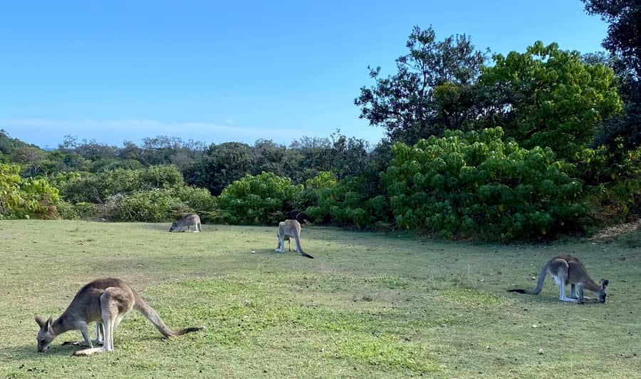 From Brisbane: North Stradbroke Island Wildlife Adventure - Wildlife, weather, and realistic expectations