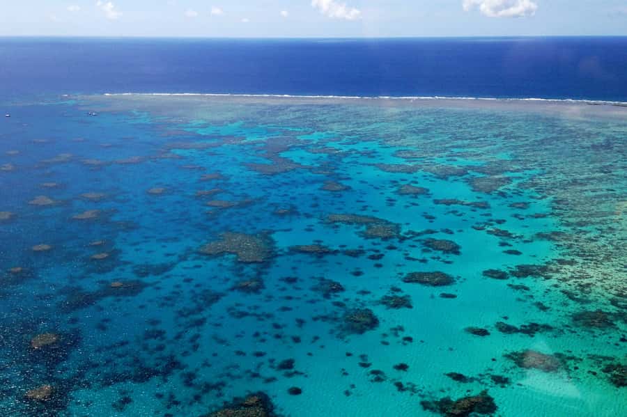 From Cairns: 40-Min Scenic Reef Window Seat Airplane Flight - The high-wing aircraft and guaranteed windows