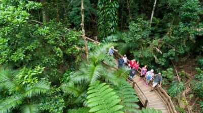 Daintree Rainforest & Cape Tribulation 4WD Tour