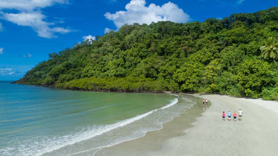 From Cairns: Daintree Rainforest & Cape Tribulation 4WD Tour - Walking beneath ancient palms