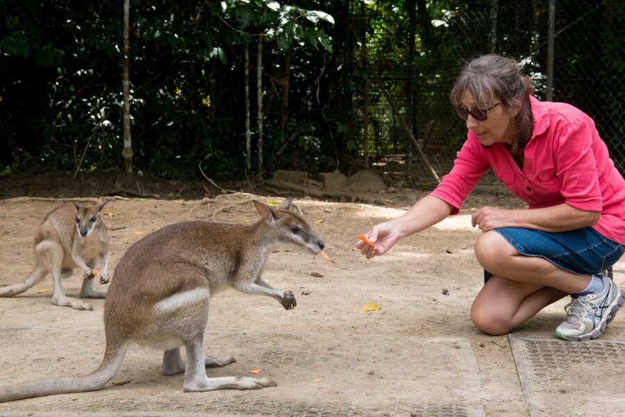From Cairns: Daintree Rainforest & Cape Tribulation 4WD Tour - Lunch and a freshwater swim