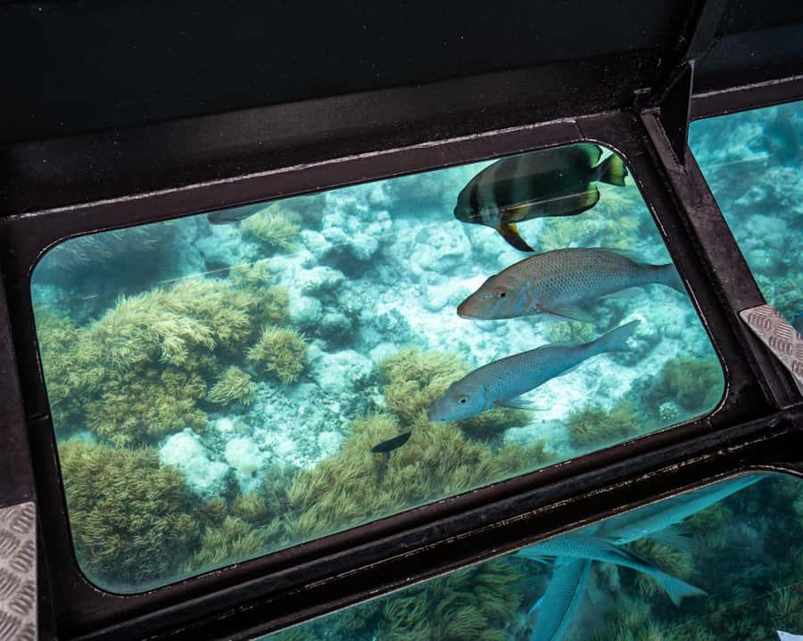 From Cairns: Full-Day Green Island Cruise - Lunch, Showers, and the Right Daily Rhythm