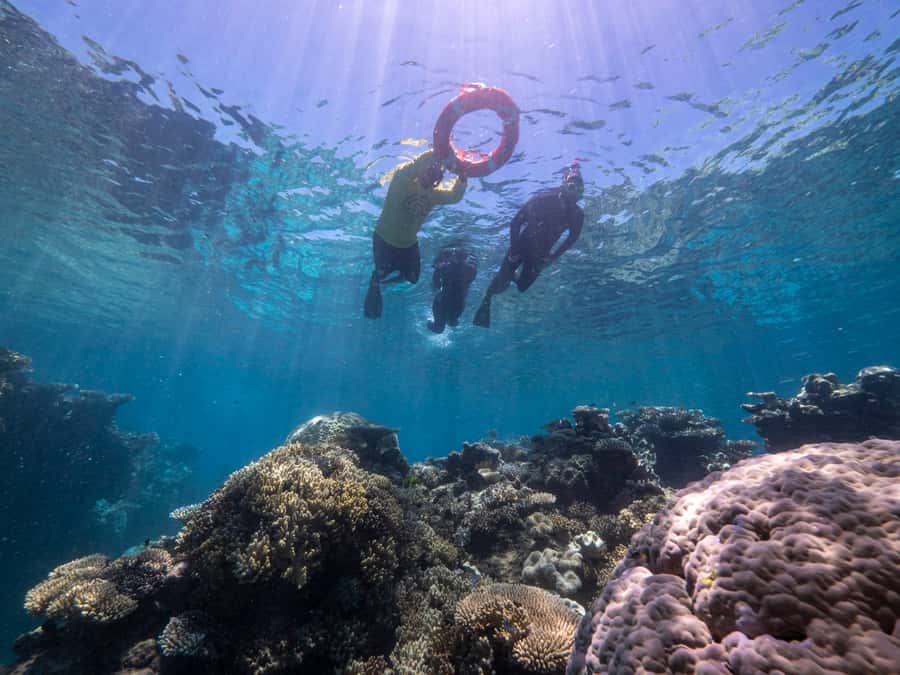From Cairns: Great Barrier Reef Cruise by Premium Catamaran - Who should book this reef cruise?