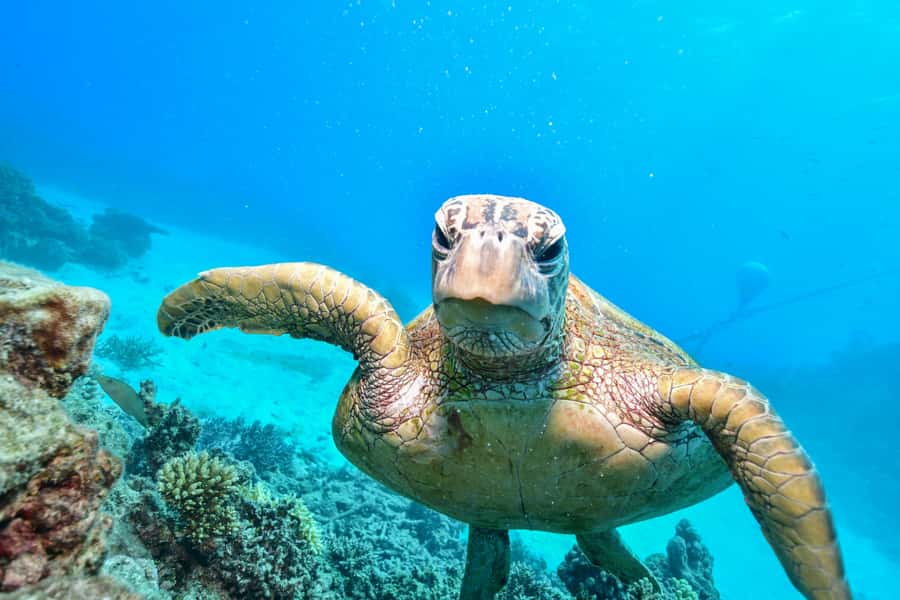 From Cairns: Half-Day Afternoon Cruise to Green Island - Is $77 good value?