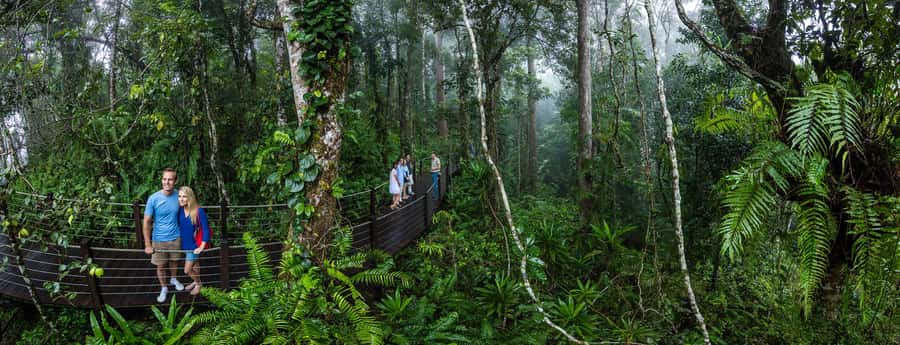 From Cairns: Self-Guided Kuranda Trip with Train and Skyrail - Skyrail above the rainforest canopy