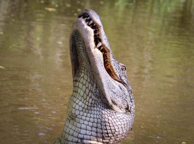 Litchfield Park Tour & Jumping Crocodile Cruise