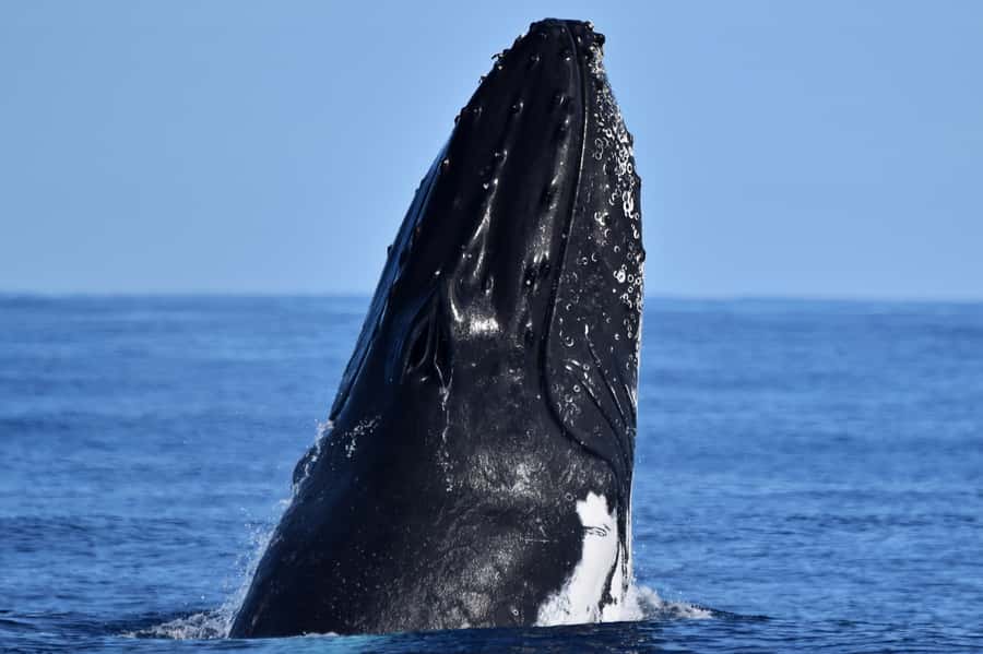 From Fremantle: 2-Hour Luxury Whale-Watching Cruise - From Sardine Jetty to the open water