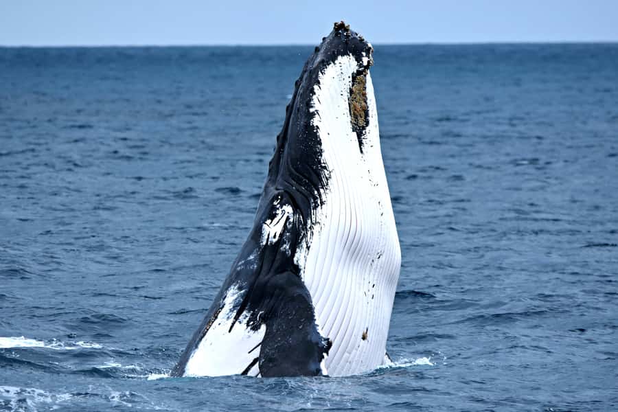 From Fremantle: 2-Hour Luxury Whale-Watching Cruise - Five decks give you more than one good viewpoint