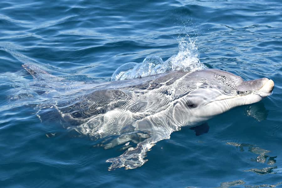 From Fremantle: 2-Hour Luxury Whale-Watching Cruise - Commentary that explains the whales