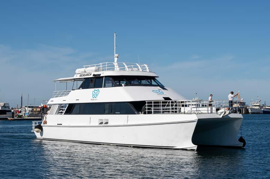 From Fremantle: 2-Hour Luxury Whale-Watching Cruise - What a typical two-hour cruise feels like