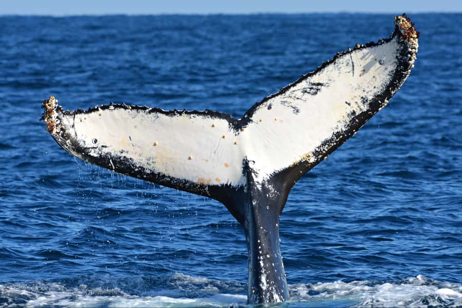From Fremantle: 2-Hour Luxury Whale-Watching Cruise - Who will enjoy this Fremantle whale cruise?