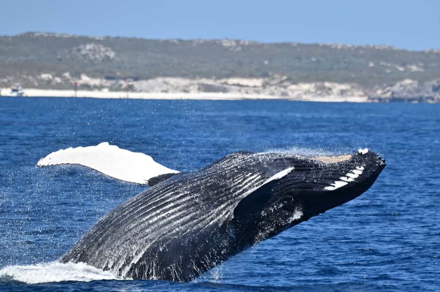 From Fremantle: 2-Hour Luxury Whale-Watching Cruise - Following the southern humpback migration