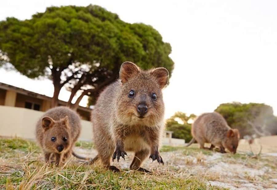 From Fremantle: Rottnest Island Ferry and Bike Day Tour - How hard is the island circuit?