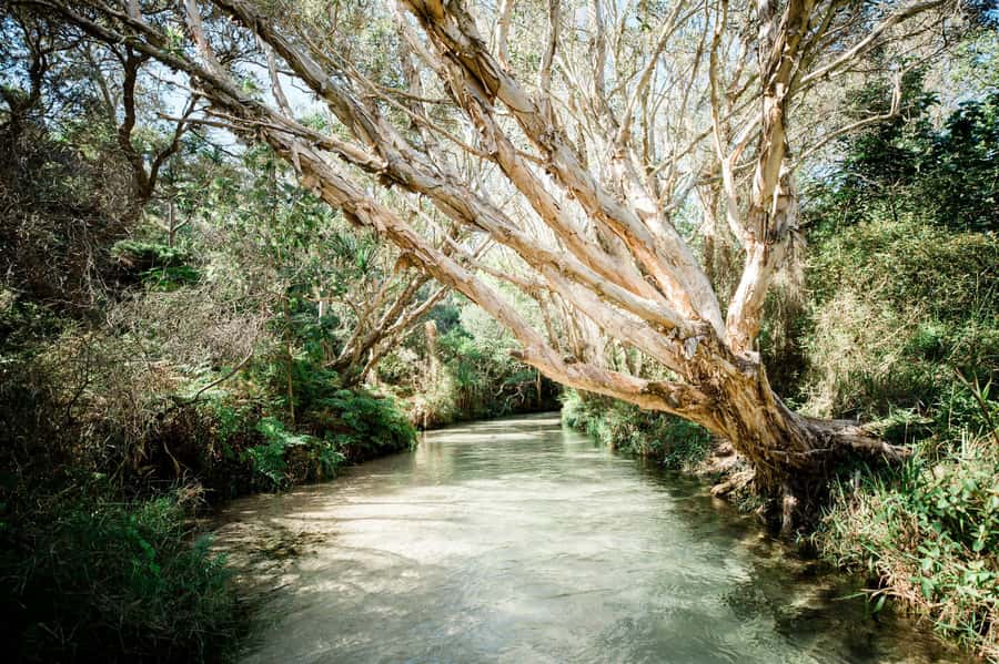 From Hervey Bay: K'gari, Fraser Island Full-Day Coach Tour - Key points to know before booking