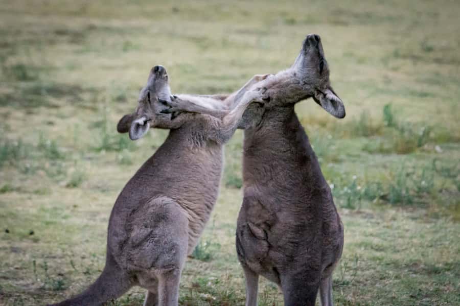 From Melbourne: 2-Day Great Ocean Road & Grampians Escape - Brambuk connects the park to Gariwerd culture