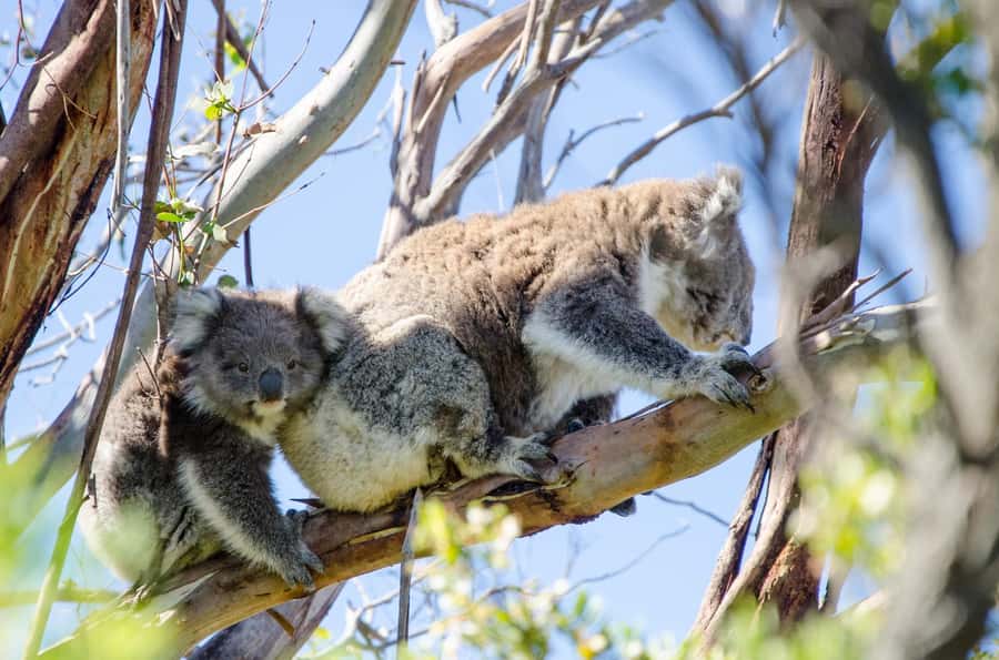 From Melbourne: 2-Day Great Ocean Road & Grampians Escape - The Otways change the mood completely