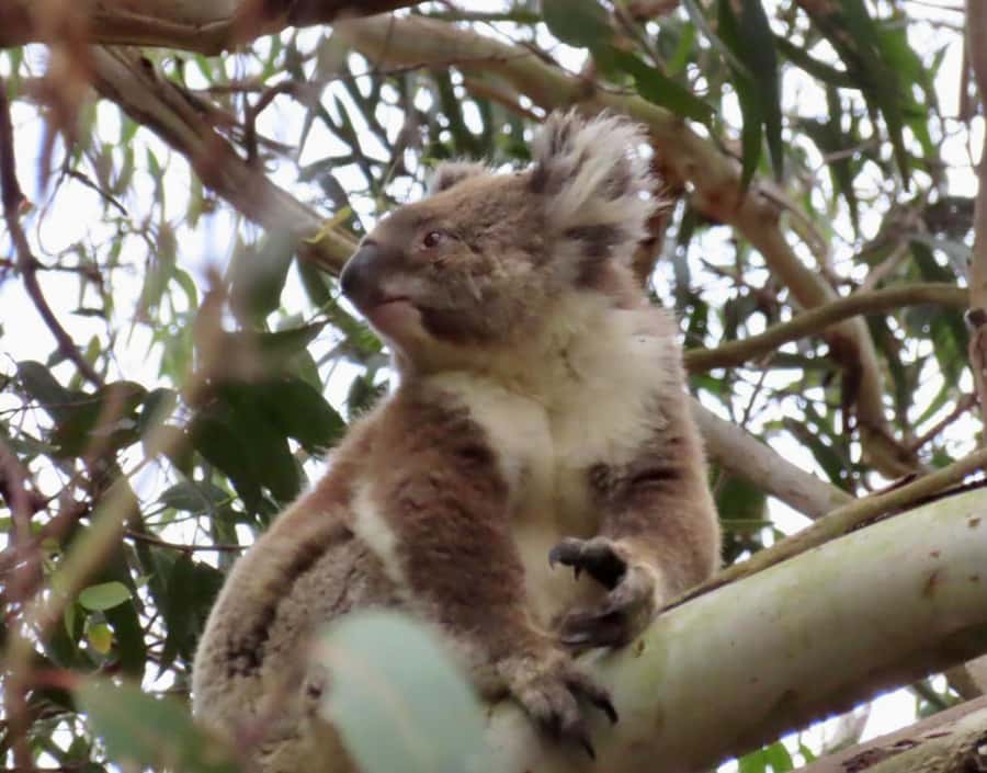 From Melbourne: Great Ocean Road Boutique Tour in Reverse - A quiet walk at Maits Rest Rainforest