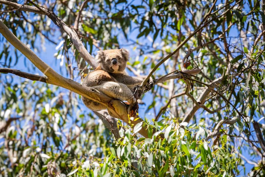 From Melbourne: Great Ocean Road Boutique Tour in Reverse - Guides, commentary, and the small-group feel