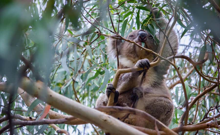 From Melbourne: Great Ocean Road Full-Day Guided Trip - Why this Great Ocean Road day trip works