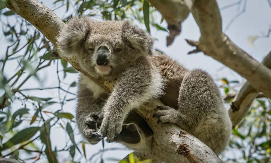 From Melbourne: Great Ocean Road Full-Day Sunset Tour - Kennett River and the search for koalas