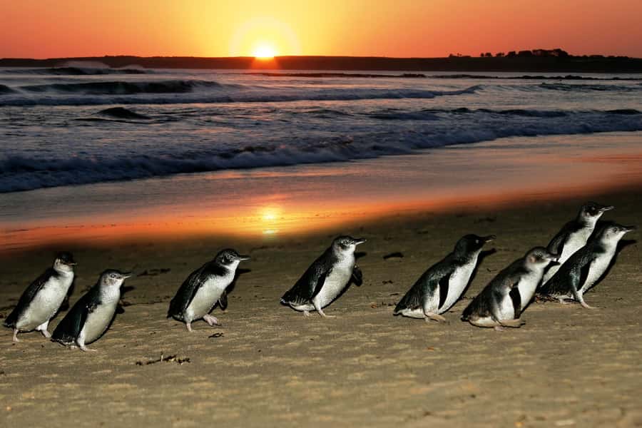 From Melbourne: Penguin Parade, Koalas & Kangaroos - Why the penguin parade is worth the long day