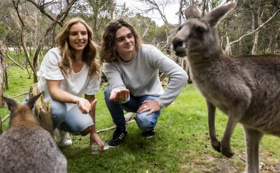 From Melbourne: Penguin Parade, Koalas & Kangaroos - Nobbies Boardwalk brings the ocean into the day