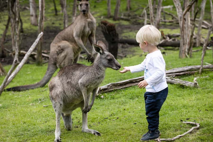 From Melbourne: Penguin Parade, Koalas & Kangaroos - A full schedule that usually feels shorter than 12 hours
