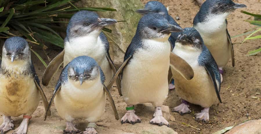 From Melbourne: Penguin Parade, Koalas & Kangaroos - Who will enjoy this Phillip Island day trip?